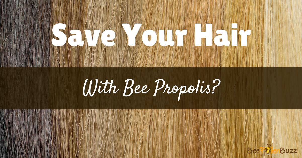 Can bee propolis prevent hair loss or better yet, help re-grow hair?   A new study suggests it might...