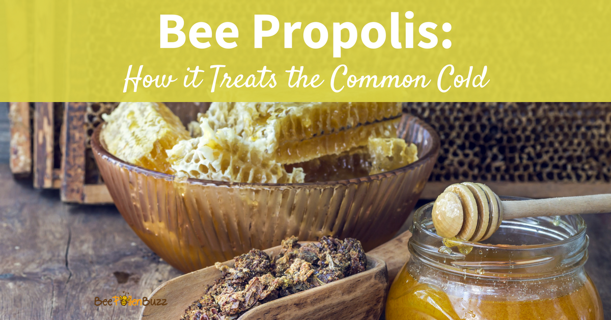 The common cold is one of the most common maladies suffered by adults in the U.S. with the average person getting two to three colds a year.   A new study found that those who took propolis had a dramatic improvement in symptoms and were symptom-free within 7 days..  