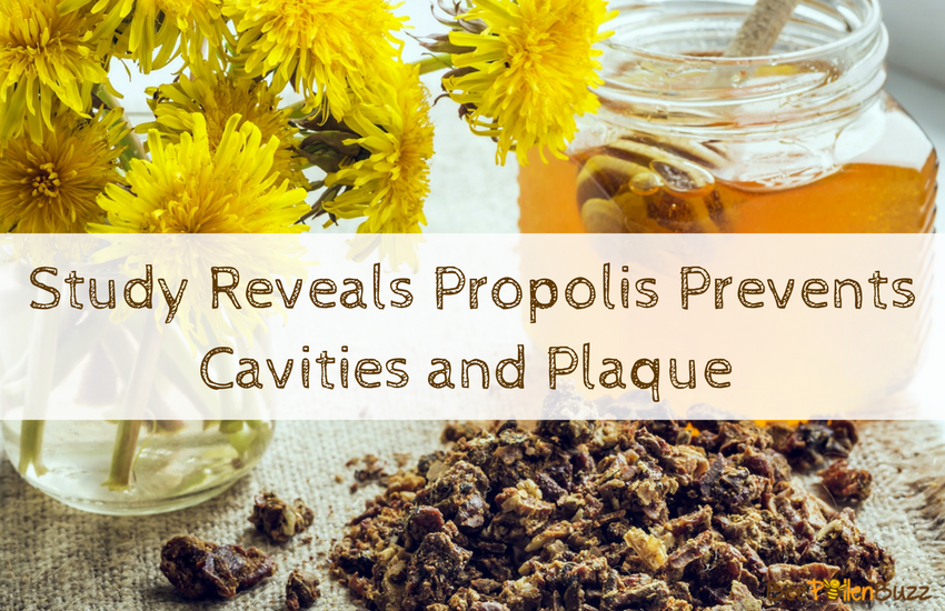 Recent studies show that Propolis prevents cavities and is excellent for oral health!  Let me show you how to obtain these benefits for yourself! 